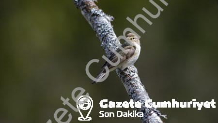 Yapay Ciltler Daha Üstün Hissettiriyor: Bionik Protezlerin İlerleyişi